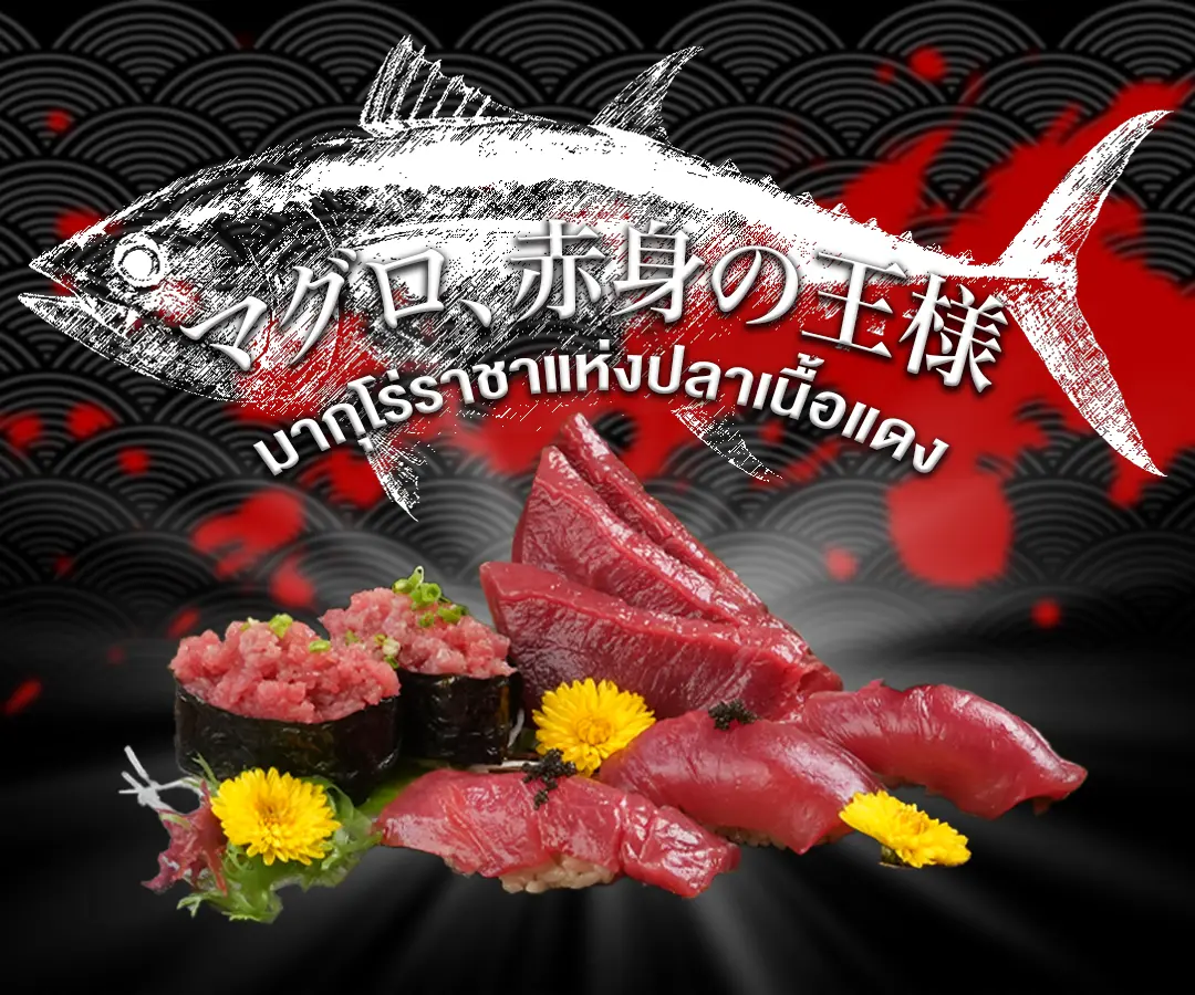 เจาะลึก “มากุโร่” (Maguro) ราชาปลาเนื้อแดง | ซูชิ ซาชิมิพรีเมียม LITTLE EDO